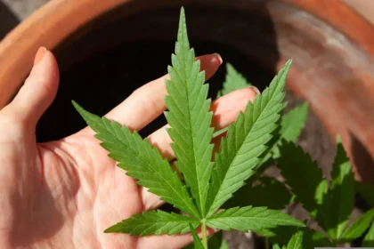 maconha