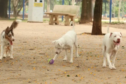 tutores com caes no parcao espaco exclusivo para cachorros na praca ayrton senna do brasil rvsa abr 103020210148 1