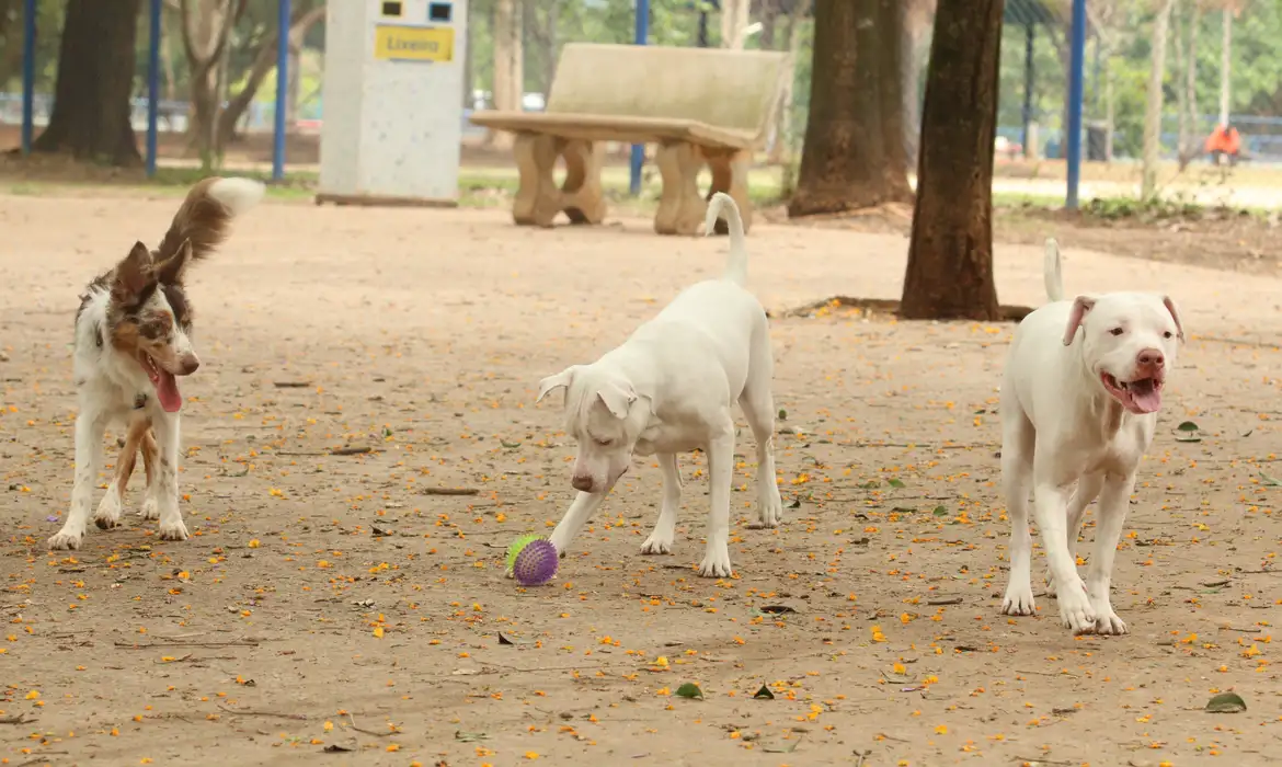 tutores com caes no parcao espaco exclusivo para cachorros na praca ayrton senna do brasil rvsa abr 103020210148 1